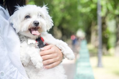 Köpek ev sahibesinin elinde.