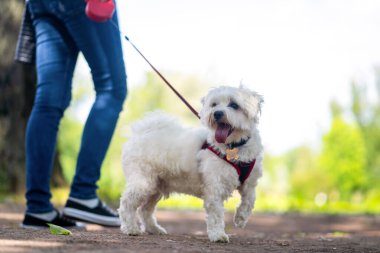 Tasmalı beyaz kıvırcık köpek. Metresin ayakları yürüyor