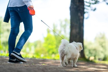 Beyaz pofuduk kıvırcık köpek tasmalı ve metresi yakınlarda koşuyor. Sadece bacaklar görünür.