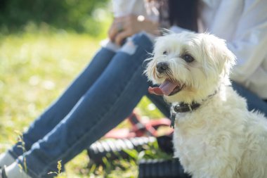 Beyaz tüylü kıvırcık köpek arka planda metresiyle birlikte doğada dinleniyor.
