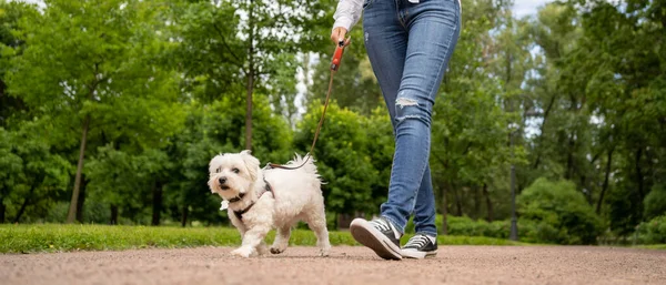 Koşum takımında mutlu köpekli ipeksi teriyer. Hanımefendiyle parkta yürüyor..