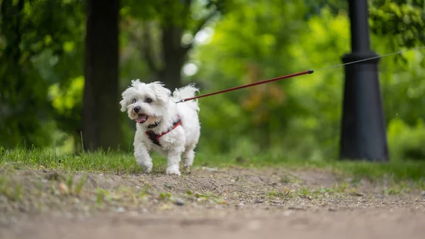 white little dog Maltese Dog walks on a leash in the summer park