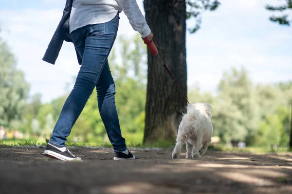 Белая Пушистая Кудрявая Собака Прогулке Поводке Хозяйкой Бегущей Поблизости Ноги — стоковое фото