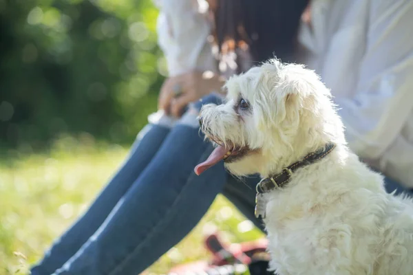 Vit Fluffig Lockig Hund Vilar Naturen Med Älskarinnan Bakgrunden — Stockfoto