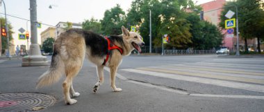 Yaya geçidinin önünde bir köpek duruyor. Karşıya geçmek için.