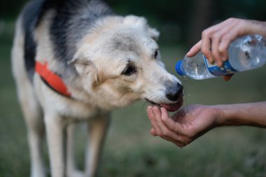 Köpek elden yürümek için su içer..