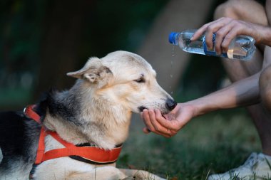 Köpek parkta sahibinin elinden çıkan bir şişeden su içer..