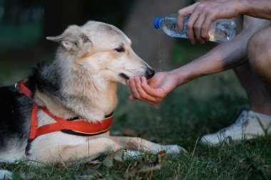 Köpek parkta sahibinin elinden çıkan bir şişeden su içer..