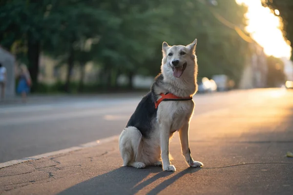ハーネスの犬が道路に座っています 歩いていると — ストック写真
