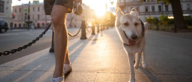 Köpek sahibinin yanındadır. Şehrin etrafında dolaşır