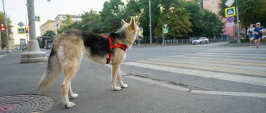 Yaya geçidinin önünde bir köpek duruyor. Karşıya geçmek için.