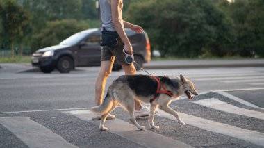 Köpeği tasmayla gezdiriyorum. Sokakta.
