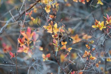 Bahar yaprakları kırmızı-turuncu bir dalda