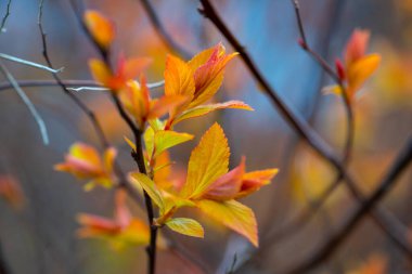 Bahar, arka planda bulanık bir dalda kırmızı-turuncu bırakır.