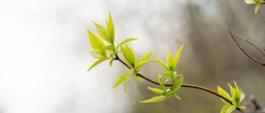 Arka planda bulanık bir dalda bahar yeşili yapraklar.