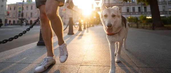 People with a pet together. Funny and clever dog