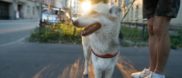 Sokaktaki Güzel Bir Köpeğin Portresi — Stok fotoğraf