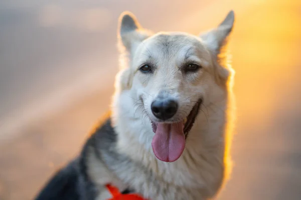 Chien Dans Harnais Est Assis Sur Route Sur Promenade — Photo