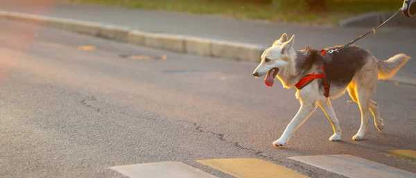Wyprowadzanie Psa Smyczy Ulicy — Zdjęcie stockowe