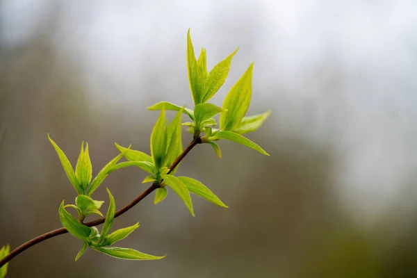 Hojas Primavera Sobre Una Rama Con Fondo Borroso — Foto de Stock