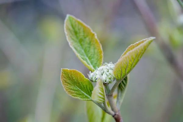 背景がぼやけている枝に春の緑の葉 — ストック写真