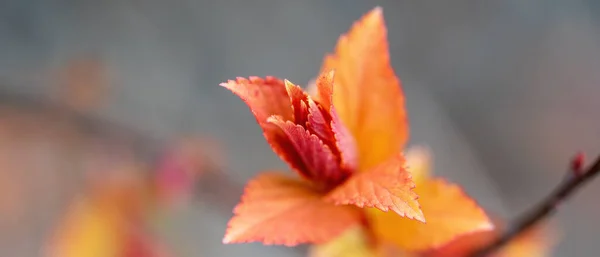 Spring Leaves Red Orange Branch Blurred Background — Stock Photo, Image