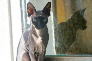 Güneşli odada pencerenin kenarındaki kedi