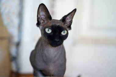 Beyaz gözlü şirin kediye yaklaş