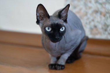 Odanın ahşap zemininde kedi