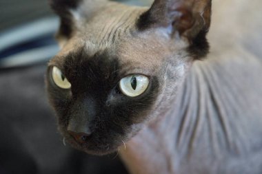 Beyaz gözlü şirin kediye yaklaş