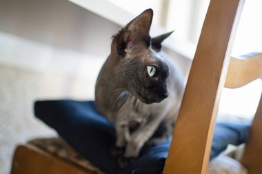 Tahta sandalyedeki sevimli kedi.