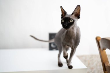 Beyaz gözlü sevimli kedi.