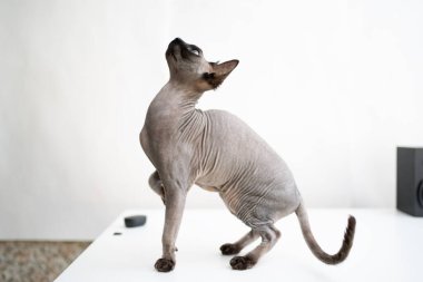 Beyaz gözlü sevimli kedi.