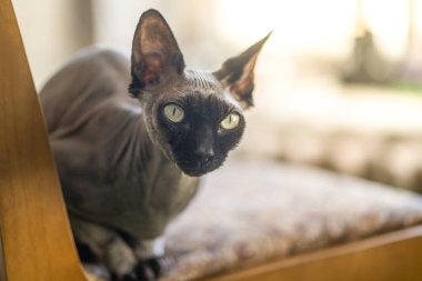 Tahta sandalyedeki sevimli kedi.