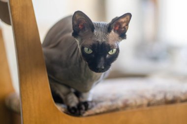 Tahta sandalyedeki sevimli kedi.