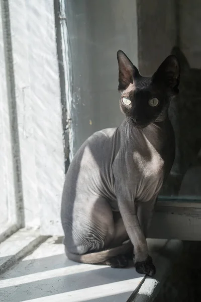 Gatto Sul Davanzale Della Finestra Camera Soleggiata — Foto Stock