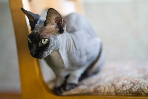 Gatto Seduto Una Sedia Legno — Foto Stock