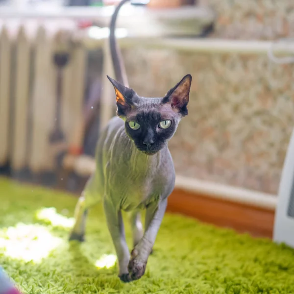 Кіт Килимі Сонячній Кімнаті — стокове фото