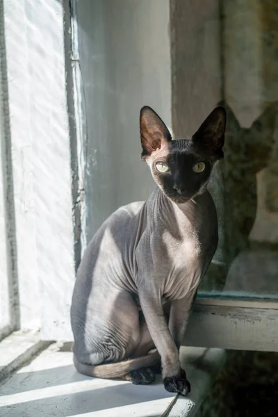 Gatto Sul Davanzale Della Finestra Camera Soleggiata — Foto Stock