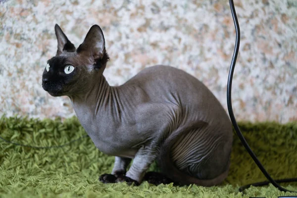 Katze Auf Teppich Sonnigem Zimmer — Stockfoto