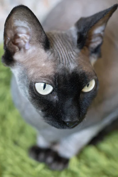 一只白眼可爱的猫的近视 — 图库照片
