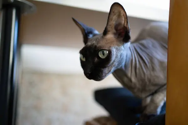 Primer Plano Lindo Gato Con Blanco Ojos —  Fotos de Stock