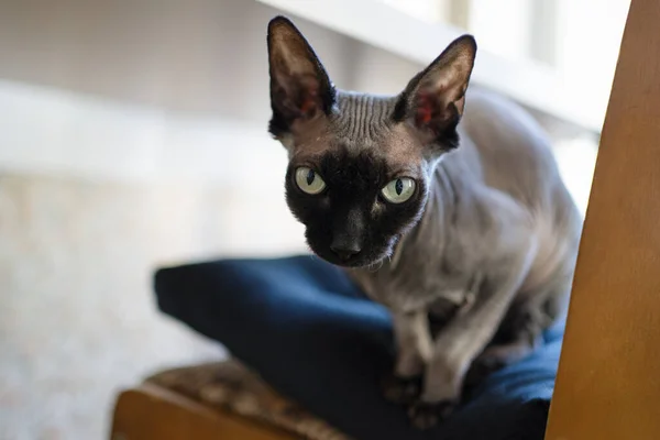 Lindo Gato Silla Madera —  Fotos de Stock