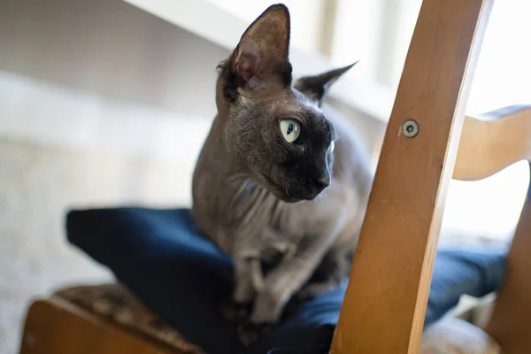 Carino Gatto Sulla Sedia Legno — Foto Stock