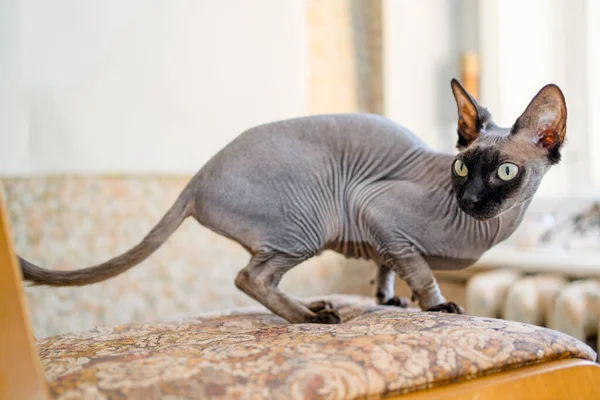 Niedliche Katze Auf Holzstuhl — Stockfoto