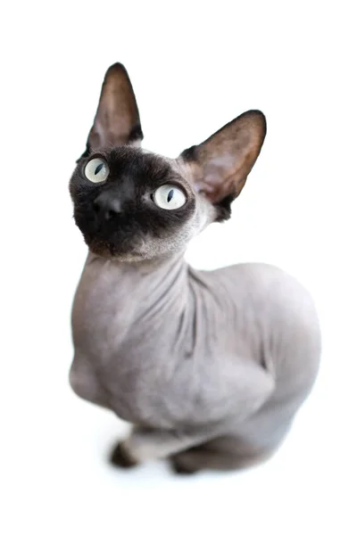 Niedliche Katze Mit Weißen Augen — Stockfoto