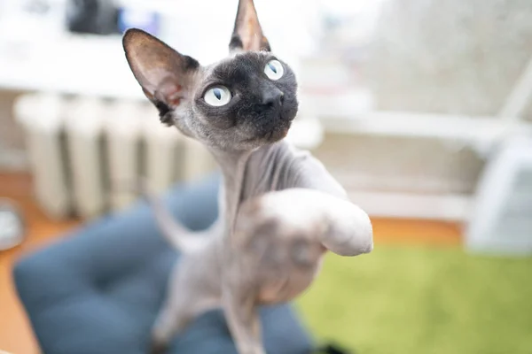 Cute Cat Wooden Chair — Stock Photo, Image