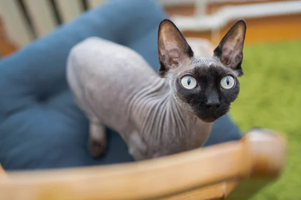 Lindo Gato Silla Madera —  Fotos de Stock