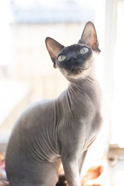 Katze Auf Fensterbank Sonnigem Raum — Stockfoto