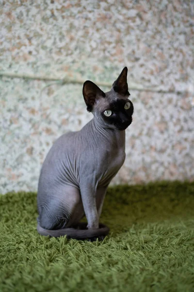 Gato Bonito Tapete Quarto — Fotografia de Stock